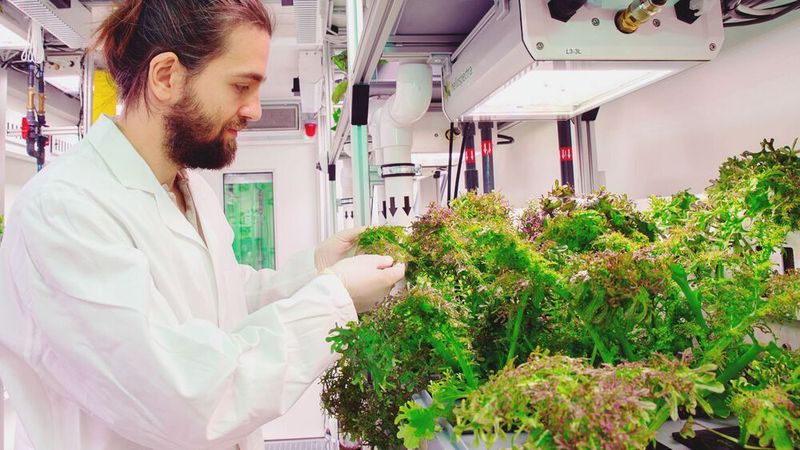 Wissenschaftler inspiziert die Pflanzen im Eden ISS Gewächshaus.  (EDEN ISS / CC BY 3.0)