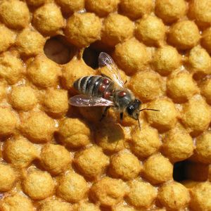 Biene mit Varroamilben