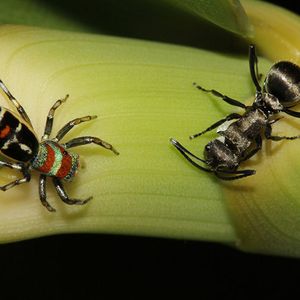 (Bild: Andrea Lim, James Cook University)