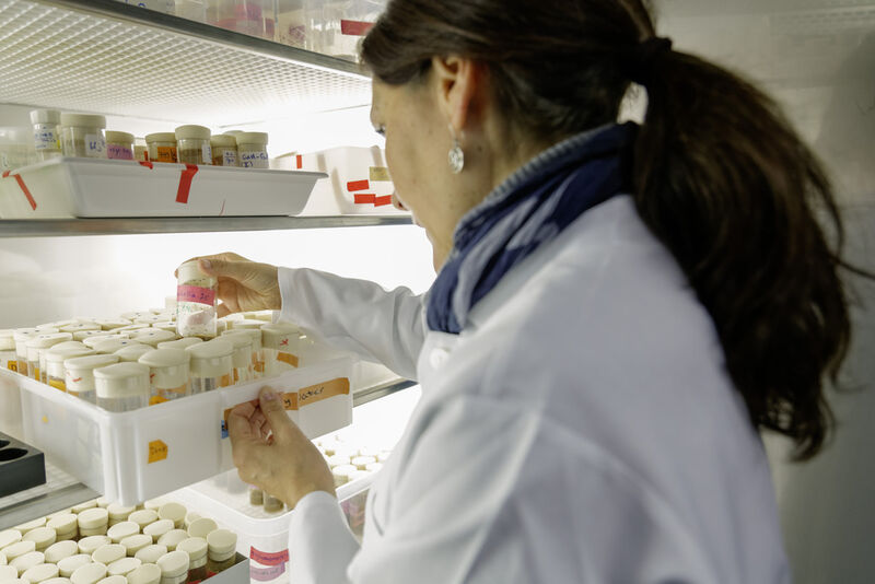 Dr. Sofia Lavista Llanos untersucht, warum sich Fruchtfliegen der Art Drosophila sechellia an eine giftige Wirtspflanze anpassen konnten. (Bild: Anna Schroll)