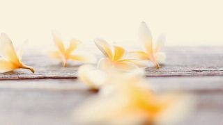 Das typische Vanillearoma beruht auf Vanillin, einem Aromastoff, der sich kostengünstig chemisch produzieren lässt (Symbolbild). (Bild: gemeinfrei, Chelsea Audibert)