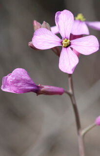 The springtime flower produced by Moricandia arvensis. (Universidad de Granada)