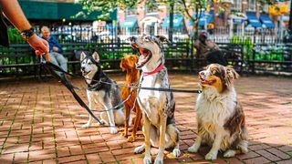 Hunde begleiten den Menschen seit über 15.000 Jahren (gemeinfrei, Matt Nelson)