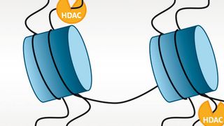 Der neue Assay von Promega ermöglicht Wissenschaftlern die Aktivität der Histon-Deacetylase 2 (HDAC2) in Zellen, Extrakten oder aus aufgereinigten Enzymen zu bestimmen. (Bildausschnitt) (Bild: Promega)