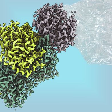 Mit einem bakteriellen Enzym könnte man zukünftig Kunststoffe nachhaltig erzeugen. (Bild: Max-Planck für terrestrische Mikrobiologie/Geisel)