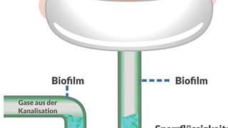 Schematische Darstellung des bakteriellen Problembereichs Waschbecken/Siphon (MoveoMed)