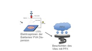 Abb. 1: Schema der Herstellung von Polymer/Bakterien-Kompositen (Ausschnitt) (Bild: Uni Bayreuth)