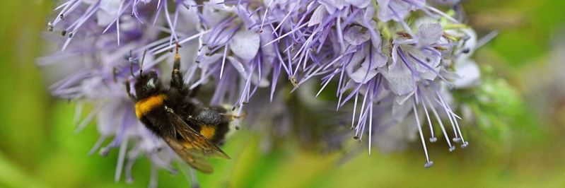 Dunkle Erdhummel (Bombus terrestris) Dunkle Erdhummel (Bombus terrestris)