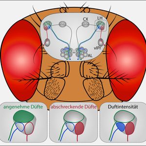 (Bild: Silke Sachse, MPI chem. Ökol.)