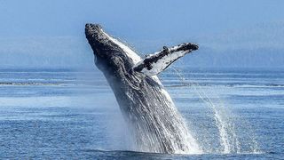 Die in Millionen von Jahren strömungstechnisch optimierten Brustflossen der Buckelwale sind Vorbild für die neue Ventilatorgeneration bei Ziehl-Abegg. (Bild: pixabay/werner22brigitte, CC0)