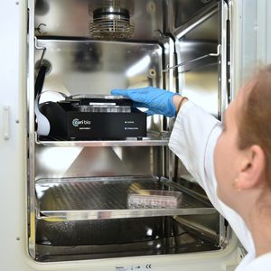 Im Inkubator können die Organoide unter kontrollierten Bedingungen wachsen und sich entwickeln. (Bild:  Bergmannsheil)