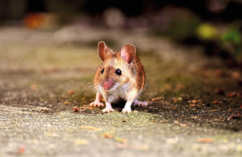 Ein Gen bringt Mäuse dazu, häufiger die angestammte Population zu verlassen. (Pixabay/Alexas_Fotos, gemeinfrei)