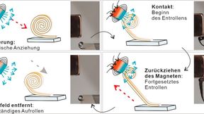So muss man sich das Funktionsprinzip der keramischen Mikrorolle vorstellen, die per Magnetfeld kontrolliert aufgerollt werden kann. Das winzige Ding entwickelt dabei Kräfte, die zig-Mal dessen eigenes Gewicht tragen können, wie die Forscher aus Stuttgart betonen. (Bild: Universität Stuttgart / IMW)