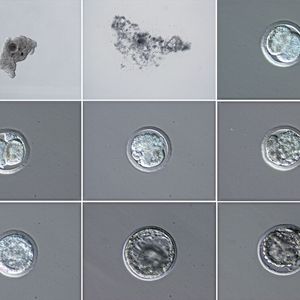 (Cesare Galli, Avantea)