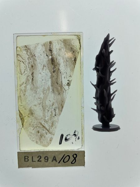 A thin section of the Rhynie chert (left) used to create the 3D printed model of Asteroxylon mackiei (right). (Source: Sandy Hetherington)