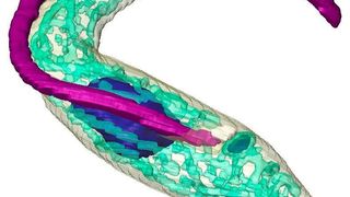 3D-Repräsentation des einzelligen Parasiten Trypanosoma brucei. Hervorgehoben sind das der Fortbewegung dienende Flagellum (violett), die DNA (blau) und das Mitochondrium – das sogenannte Kraftwerk der Zelle (türkis). (© J. Tyc/S. Vaughn, Oxford Brookes University.)