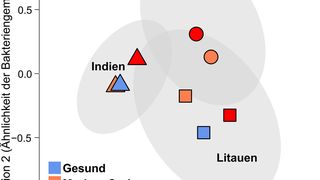 Das Mikrobiom von Menschen aus Deutschland, Indien und Litauen variiert erheblich. Dabei existieren geografische Unterschiede, aber auch die Bakterienzusammensetzung zwischen Gesunden und CED Betroffenen unterscheidet sich innerhalb sowie zwischen den Ländern. (Bild: Philipp Rausch)