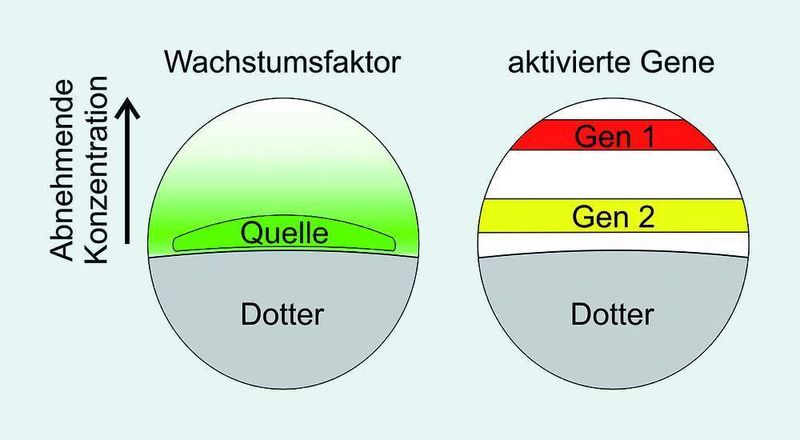 Abb. 3: Illustration der Wirkungsweise von Wachstumsfaktoren. (Archiv: Vogel Business Media)