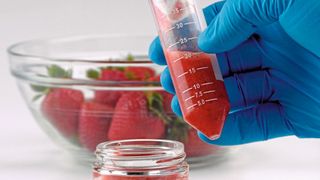 Abb.1: Obst wie Erdbeeren sind eine typische Lebensmittelmatrix und können mithilfe eines Standard QuEChERS-Röhrchen für die Analyse vorbereitet werden. (Bild: Thermo Fisher Scientific)