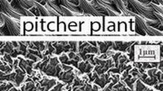 Oberfläche der Kannenpflanze (oben) und der Nano-Beschichtung. (University of Sydney - sydney.edu.au)