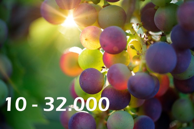 Liter Wein können pneumatische Traubenpressen fassen. Eine Herausforderung für die Pressen ist, dass sie auch in entlegensten Weinbergen mit verschiedensten Netzspannungen und Frequenzen zurecht kommen müssen. Darauf spezialisiert ist etwa Scharfenberger Maschinenbau, der seit 90 Jahren Weinbautechnologie herstellt und exportiert.  (pixabay.com/gemeinfrei)