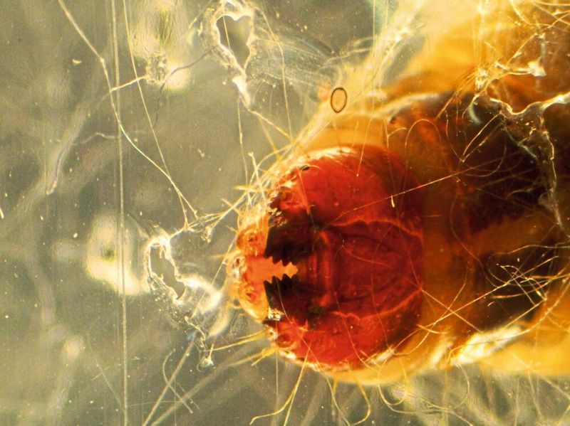 Fraßspuren der Raupe in einer PE-Folie (Bild: Fraunhofer LBF)