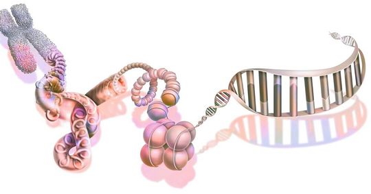 DNA-Stränge werden in den Spermien kompakt verpackt – ein Schritt der Komprimierung ist das Aufwickeln auf Proteinkomplexe aus jeweils acht so genannten Histonen, die hier als Kugel-Paket in der Bildmitte dargestellt sind. DNA-Stränge werden in den Spermien kompakt verpackt – ein Schritt der Komprimierung ist das Aufwickeln auf Proteinkomplexe aus jeweils acht so genannten Histonen, die hier als Kugel-Paket in der Bildmitte dargestellt sind.