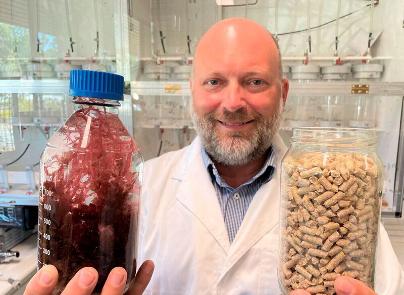 Seastock Managing Director Tom Puddy with samples of the red seaweed and livestock pellets. (Flinders University)
