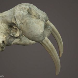 Der Scan eines Walross-Schädels, erstellt mit Artec Eva, aus dem D’Arcy Thompson Zoology Museum.
