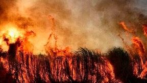 People exposed to wildfire smoke have a higher risk of suffering a stroke, according to research published in the European Heart Journal recently. (Source: Pixabay)