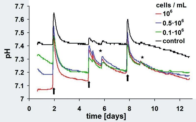Abb. 3: Kinetik des pH-Werts in 3D-Chondrozytenkulturen während 13-tägiger Kultivierung in Hydrodishes mit 24 Kavitäten.  (Bild: NMI Reutlingen)