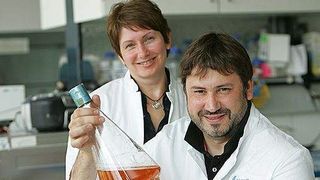 Dr. Olga Golyshina (links) und Prof. Peter Golyshin mit ihrem purpurroten Untersuchungsobjekt Ferroplasma acidiphilum, das auch unter extremen Bedingungen Enzymaktivität zeigt.  (Bild: HZI)