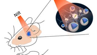 Oben: Nah-Infrarot (NIR)-Licht kann durch Hirngewebe dringen und über Nanopartikel Neuronen aktivieren. Unten: Nichtinvasive Aktivierung von Neuronen im Belohnungszentrum des Mausgehirns.  (RIKEN)