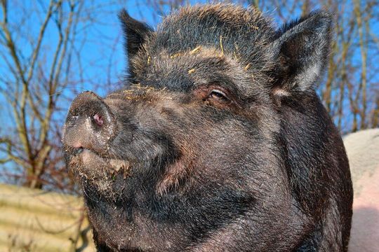 Pigs clearly react to how the sounds of their human counterparts are emotionally charged. Pigs clearly react to how the sounds of their human counterparts are emotionally charged.