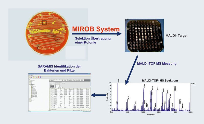 Abb.5: Gesamtablauf der Mirob Saramis MALDI-TOF MS Identifizierung von Bakterien und Pilzen (Archiv: Vogel Business Media)