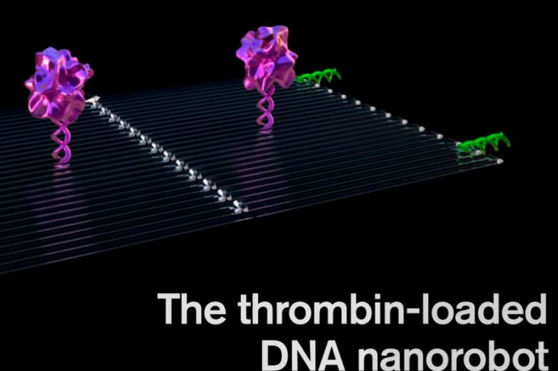 Konstruktion der an der ASU konzipierten Nanoroboter: Zunächst wurden durchschnittlich vier Thrombinmoleküle an ein flaches DNA-Gerüst angeheftet. Dann wurde das flache Blatt wie ein Blatt Papier zu einem Kreis gefaltet und zu einem hohlen Rohr gefaltet. (Bild: ASU Biodesign Institute)