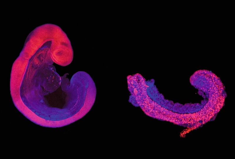 Vergleich eines neun Tage alten, in der Gebärmutter gewachsenen Mausembryos (links) und einer rumpfähnlichen Struktur (rechts). Das Neuralrohr, das schließlich das Rückenmark bildet, ist pink gefärbt. Alle anderen Gewebe, einschliesslich der Somiten, die später Knochen, Muskeln und Knorpel bilden, sind blau gefärbt. Während die Erzeugung von Mäuse-Embryonen Tierversuche erfordert, wird die rumpfähnliche Struktur ausschließlich aus Stammzellen erzeugt, sodass Tierversuche vermieden werden können. (Bild: © Jesse Veenvliet, Adriano Bolondi - MPI f. mol. Genet. )