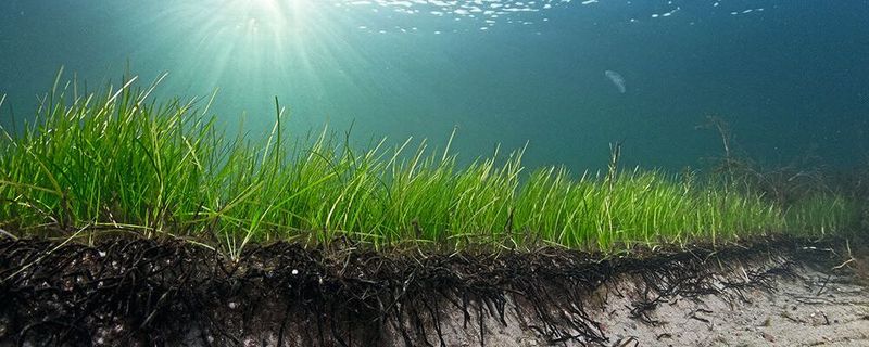 Bei dieser Seegraswiese in der Ostsee handelt es sich nicht um eine Population, sondern um einen Klon.(Bild:  Pekka Tuuri)