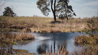 Interzero hat mit der Recycling-Allianz Interseroh+ GmbH eine Überlebenschance für unsere Moore ins Leben gerufen. Jeder, der seine Verpackungen lizenziert, kann damit dafür sorgen, dass diese wichtigen Klimaschutz-Landschaften nebst Fauna und Flora erhalten bleiben. (Bild: Interzero)