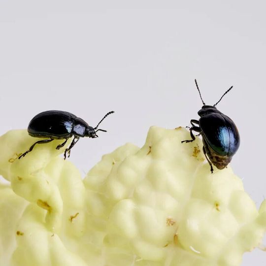 Zwei Meerrettichblattkäfer der Art Phaedon cochleariae fressen an Kohl. Käferlinien, die nach einer Genom-Editierung mittels CRISPR-Cas9 keine Pektinasen mehr hatten, waren nicht mehr in der Lage, das Pektin der pflanzlichen Zellwand abzubauen. Ihr Wachstum und ihre Überlebensfähigkeit war stark eingeschränkt. Zwei Meerrettichblattkäfer der Art Phaedon cochleariae fressen an Kohl. Käferlinien, die nach einer Genom-Editierung mittels CRISPR-Cas9 keine Pektinasen mehr hatten, waren nicht mehr in der Lage, das Pektin der pflanzlichen Zellwand abzubauen. Ihr Wachstum und ihre Überlebensfähigkeit war stark eingeschränkt.