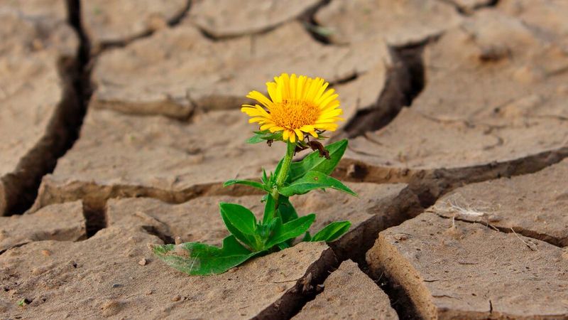 Hoffnung: Das gegründete Semiconductor Climate Consortiums (SCC) innerhalb der SEMI soll Wege finden, die Reduzierung der Treibhausgasemissionen im Halbleiterbereich zu beschleunigen.(Bild:  gemeinfrei /  Pixabay)