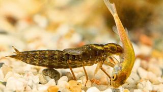 Libellenlarven sind aquatische Räuber, zu finden vor allem in mitteleuropäischen Teichen und Flüssen. (Bild: Christophe Brochard/Brochard Photography)