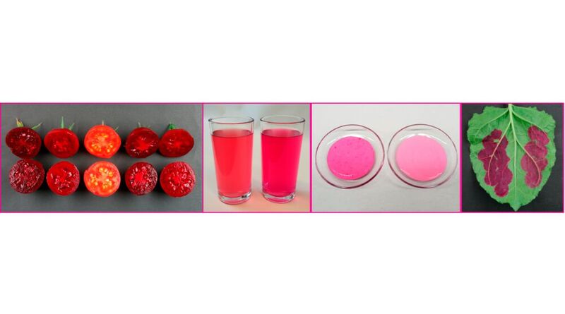 Erste Experimente zum Färben von Joghurt und Flüssigkeiten mit Tomaten-Betanin. Der Farbstoff lässt sich auch lokal begrenzt in den Blättern produzieren (rechts).