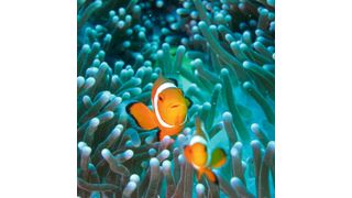 Clownfische werden vergleichsweise alt und eignen sich damit als Tiermodell für die Altersforschung. (gemeinfrei, weilun523)