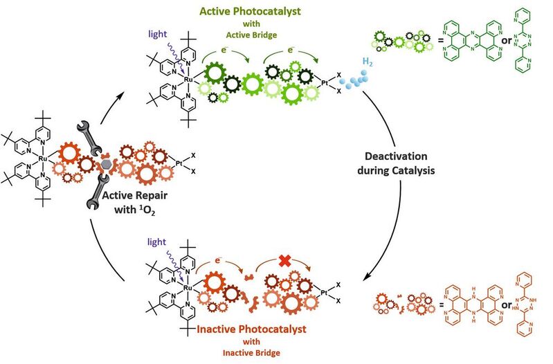 Die Jungbrunnen-Reaktion: De- und Reaktivierungskreislauf eines Photokatalysator-Moleküls. Der „verbrauchte“ bzw. inaktive Photokatalysator wird durch molekulare Reparaturmechanismen reaktiviert.