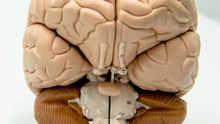 Verschiedene Botenstoffe im Gehirn scheinen am Entstehen von Psychosen beteiligt zu sein.   (© RUB, Marquard  )