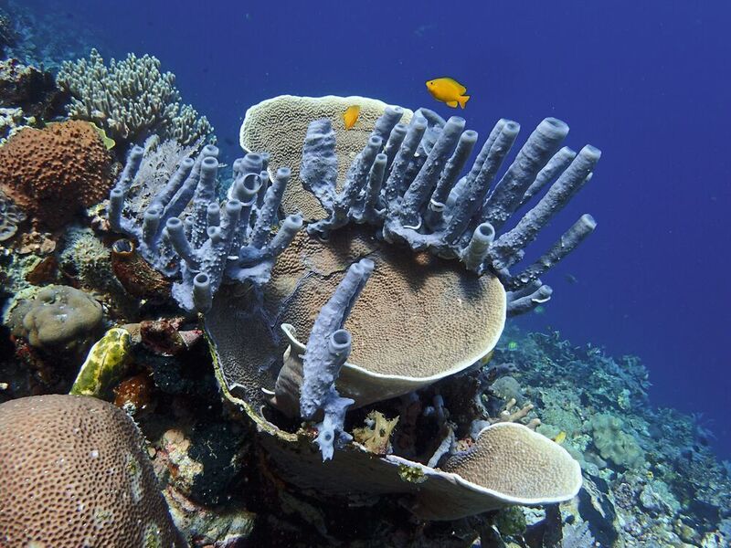 Steinkorallen sind die Baumeister der gewaltigen tropischen Riffe in den Ozeanen. Auch Barsche und Schwämme sind Bewohner des Riffs. (Universität Oldenburg/Peter Schupp)