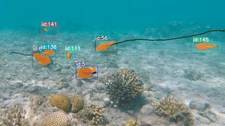 KI-Tracking in Aktion: Automatisch erkannte und verfolgte Korallenriff-Fische bei der Nahrungssuche im Korallenriff von Eilat, Golf von Akaba, Rotes Meer. (Bild: Julian Lilkendey)