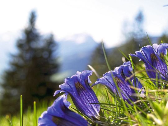 Der blaue Enzian kommt in den Alpen vor. Seine Farbe hilft ihm in den Hochlagen dabei, die wenigen Bestäuber dort anzulocken. Der blaue Enzian kommt in den Alpen vor. Seine Farbe hilft ihm in den Hochlagen dabei, die wenigen Bestäuber dort anzulocken.