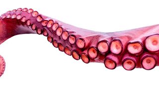 Wie echte Tentakel sollen sich die Roboterarme in alle Richtungen schlängeln und wenden können.  (©nataliazakharova - stock.adobe.com)